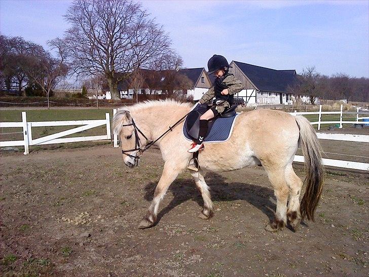 Fjordhest Kajser billede 3