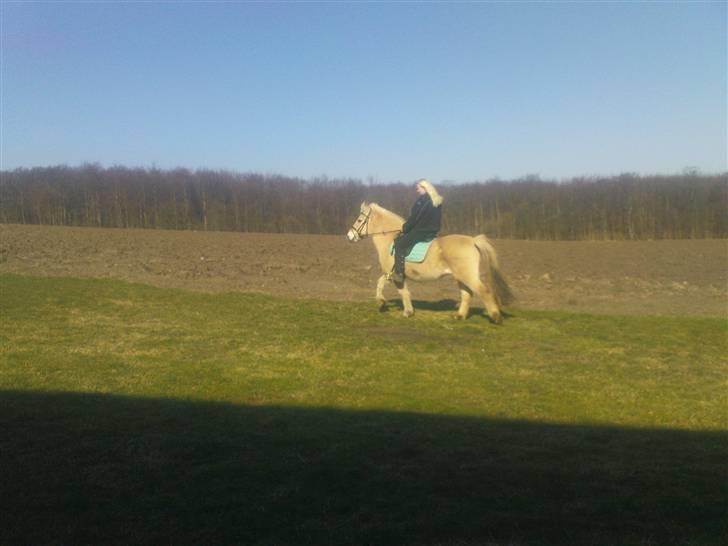Fjordhest Kajser billede 4