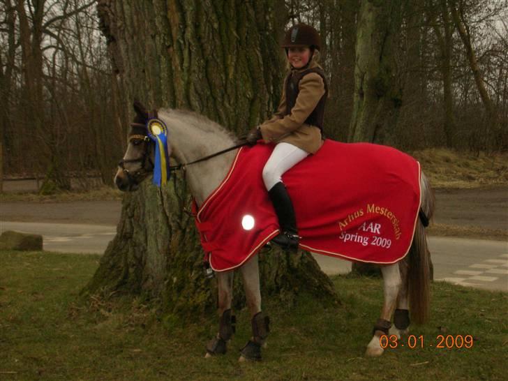 Welsh Pony (sec B) Amandas ElveraSolgt:/ - AArhus mesterskaberne vinder af af kat. 3, klassen var slået sammen med kat. 2 sammenlagt i klassen 2. plads :D billede 2