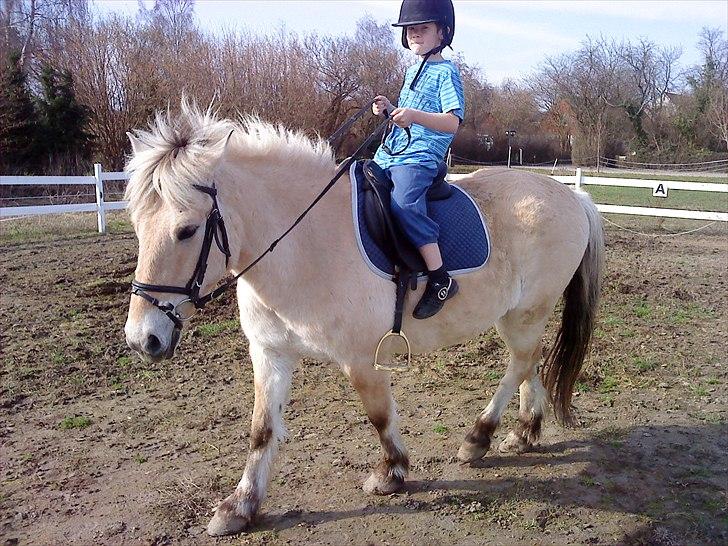 Fjordhest Kajser - Christoffer og Kajser billede 6