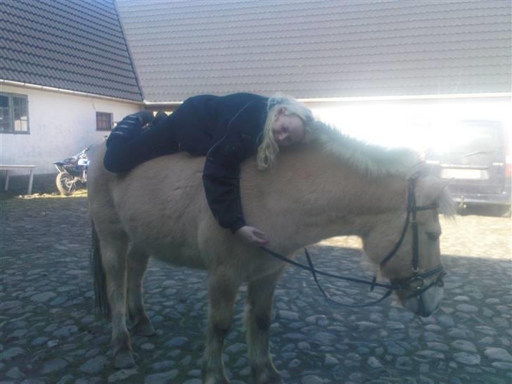Fjordhest Kajser - Så det tid til en morfar billede 7