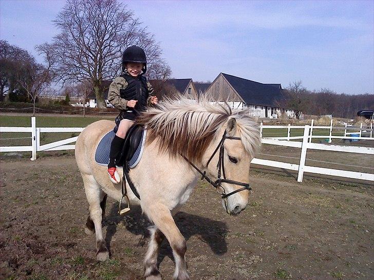 Fjordhest Kajser - Philip og Anastacia og Kajser billede 8