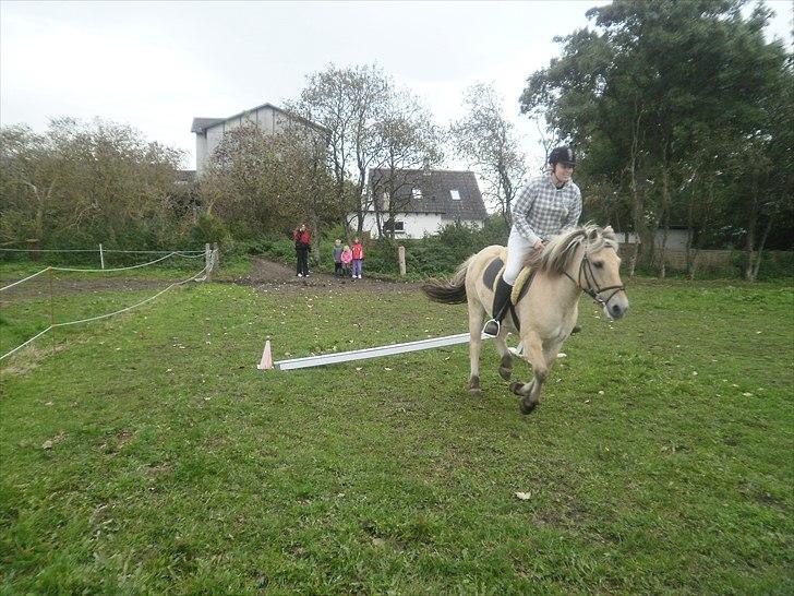 Fjordhest Kajser billede 9