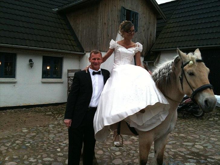 Fjordhest Kajser - Kajser ved Tina og Brians bryllup d 8 maj 2010. billede 10