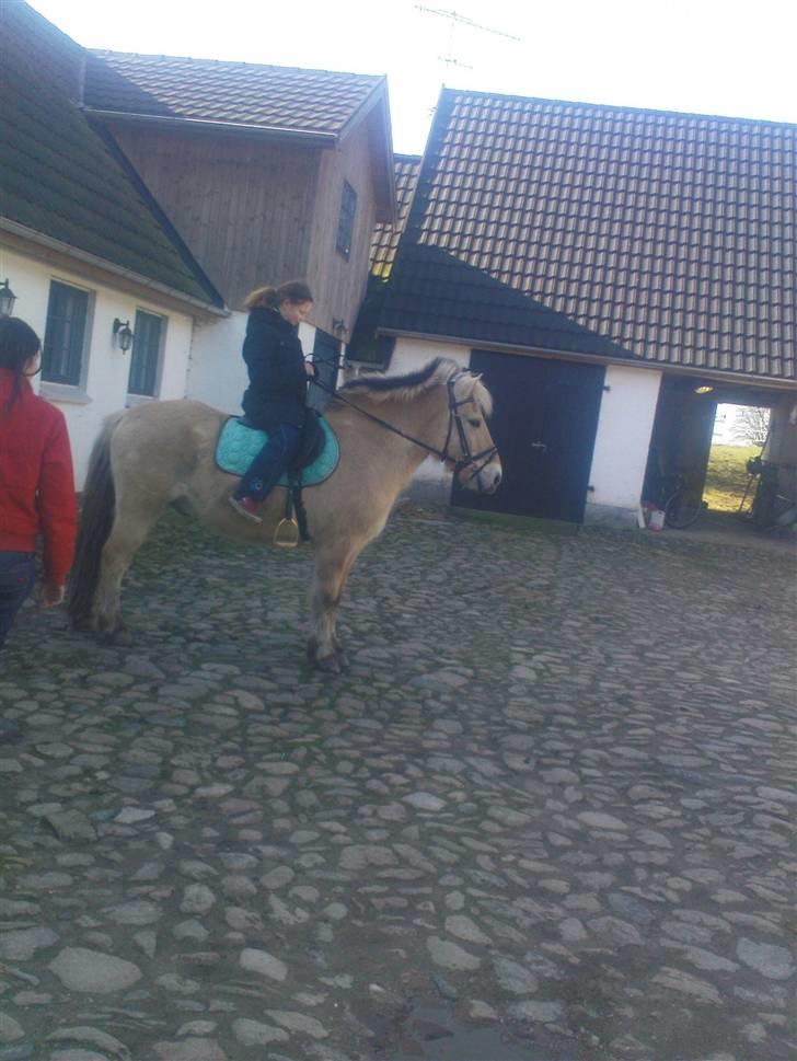 Fjordhest Kajser billede 11