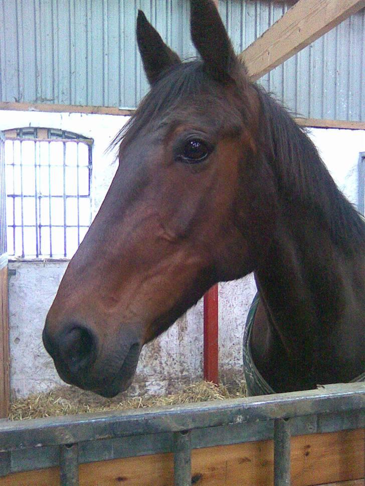 Traver Unna *Aflivet* :'( billede 1