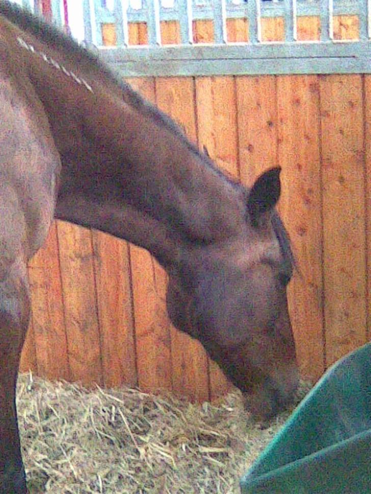 Traver Unna *Aflivet* :'( billede 4