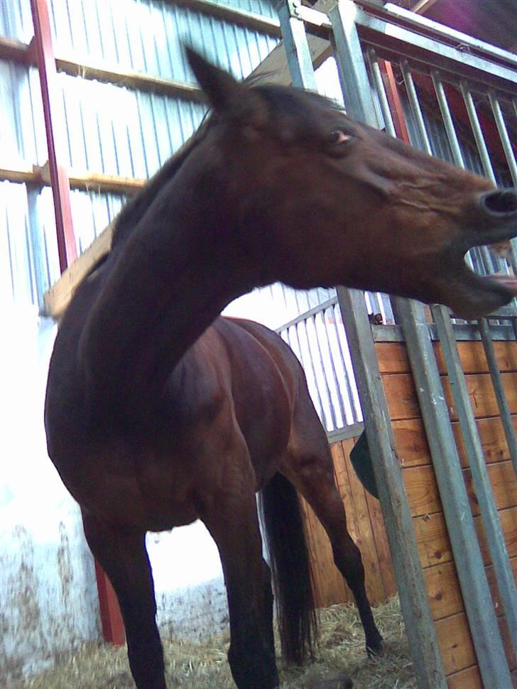 Traver Unna *Aflivet* :'( billede 5