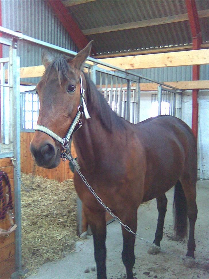 Traver Unna *Aflivet* :'( billede 6