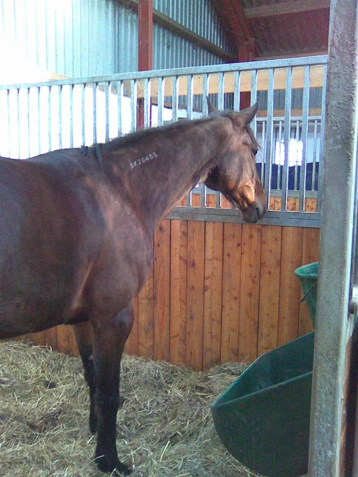 Traver Unna *Aflivet* :'( billede 7