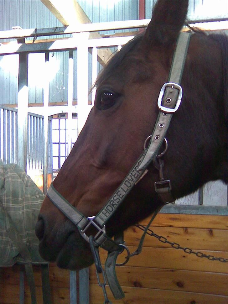 Traver Unna *Aflivet* :'( billede 8