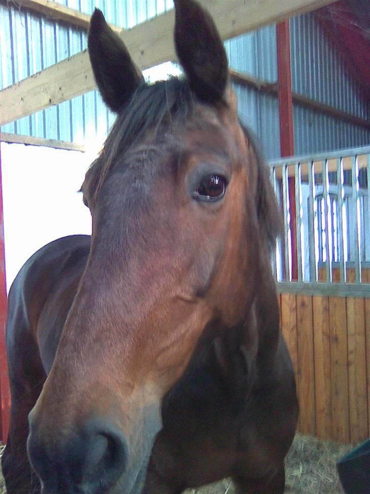 Traver Unna *Aflivet* :'( billede 9