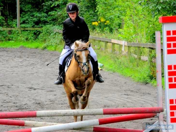 Palomino Ronja <3 aflivet :( - 1. velkommen til frække Ronjas profil :) lig en kommentar og en bedømmelse inden du hopper videre :).. ps. Ronjas kærste billede 1