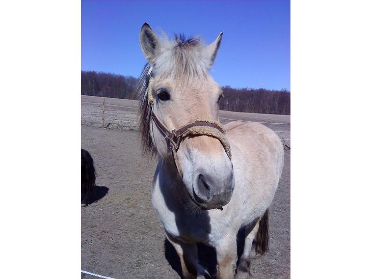 {{currentPhoto.altText}} billede {{currentPhoto.number}}