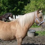 Palomino Ronja <3 aflivet :(