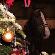 Anden særlig race Sander ( gl Halvpart)