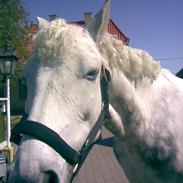 Anden særlig race Lucky Silver Star