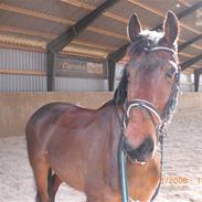 Anden særlig race plüssen Fritz