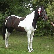 Pinto A. Tippi rugholm min lille himmelhest  R.I,P.