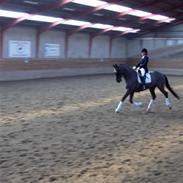 Dansk Varmblod Pasquinel