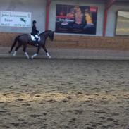 Dansk Varmblod Pasquinel