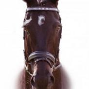 Dansk Varmblod Pasquinel