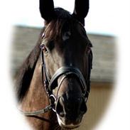 Dansk Varmblod Pasquinel