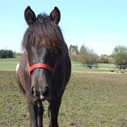 DSP Birkegådrens Misty SOLGT