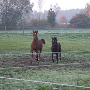 DSP Birkegådrens Misty SOLGT