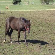DSP Birkegådrens Misty SOLGT