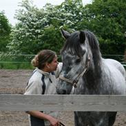 Lipizzaner Louis Vuitton (solgt)