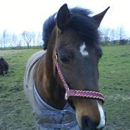 New Forest Jonie Skat<3! 