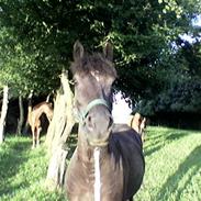 Anden særlig race Megan *SOLGT*