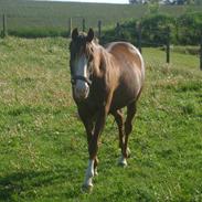 DSP Pascal * B-pony*