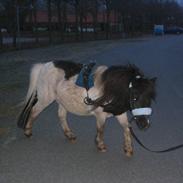 Shetlænder Hubert *SOLGT*