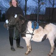 Shetlænder Hubert *SOLGT*