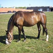 Anden særlig race Dana ( R.I.P. )