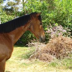 Anden særlig race Bruno, savner dig :'( <3
