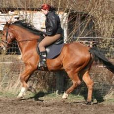 Anden særlig race Poseidon (solgt 11.3-08)