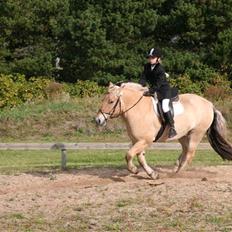 Fjordhest Rex Halsnæs