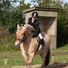 Fjordhest Rex Halsnæs