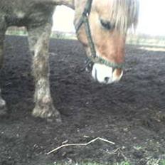 Fjordhest Rex Halsnæs