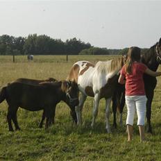 Shetlænder Fede Silas /solgt ;)/