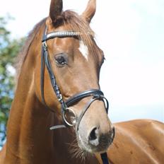 Anden særlig race Zafir*Solgt* :'(