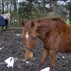 Anden særlig race Zafir*Solgt* :'(