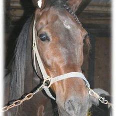 Traver David Nordal -Familiehest