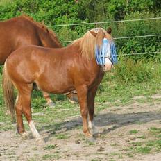 Welsh Mountain (sec A) Bubbly Snowflake 