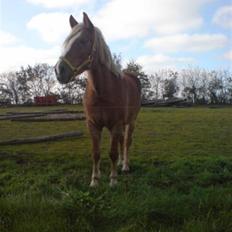Anden særlig race Lunderskovs Je t'Aime