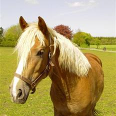 Anden særlig race Lunderskovs Je t'Aime