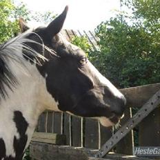 Anden særlig race Dolcé